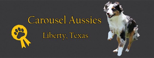 Carousel Aussies - located in South Central Texas
