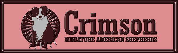 Crimson Miniature American Shepherds located in Central Missouri.
