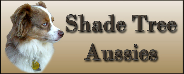  Shade Tree Aussies-located in Oklahoma.