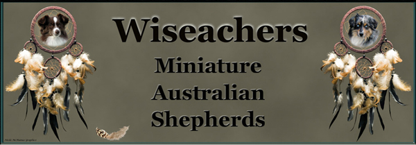 Wiseachers Miniature Australian Shepherds - located in Iowa.
