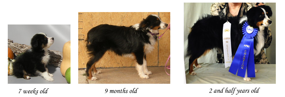 Note how the Aussie puppies shape changes as the he matures.