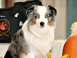 Beautiful blue merle Miniature Australian Shepherd