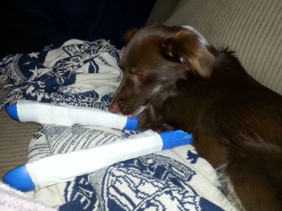Little Skarlette with her splints before surgery. She remained a happy little dog through it all. 
